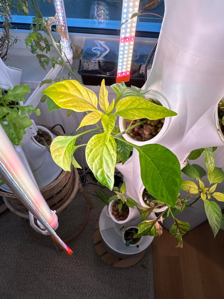 Yellowing and transparent leaves Yellowing and transparent leaves