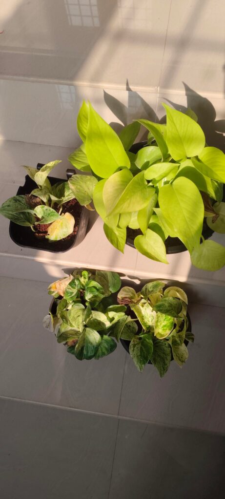 Drying leaves ?