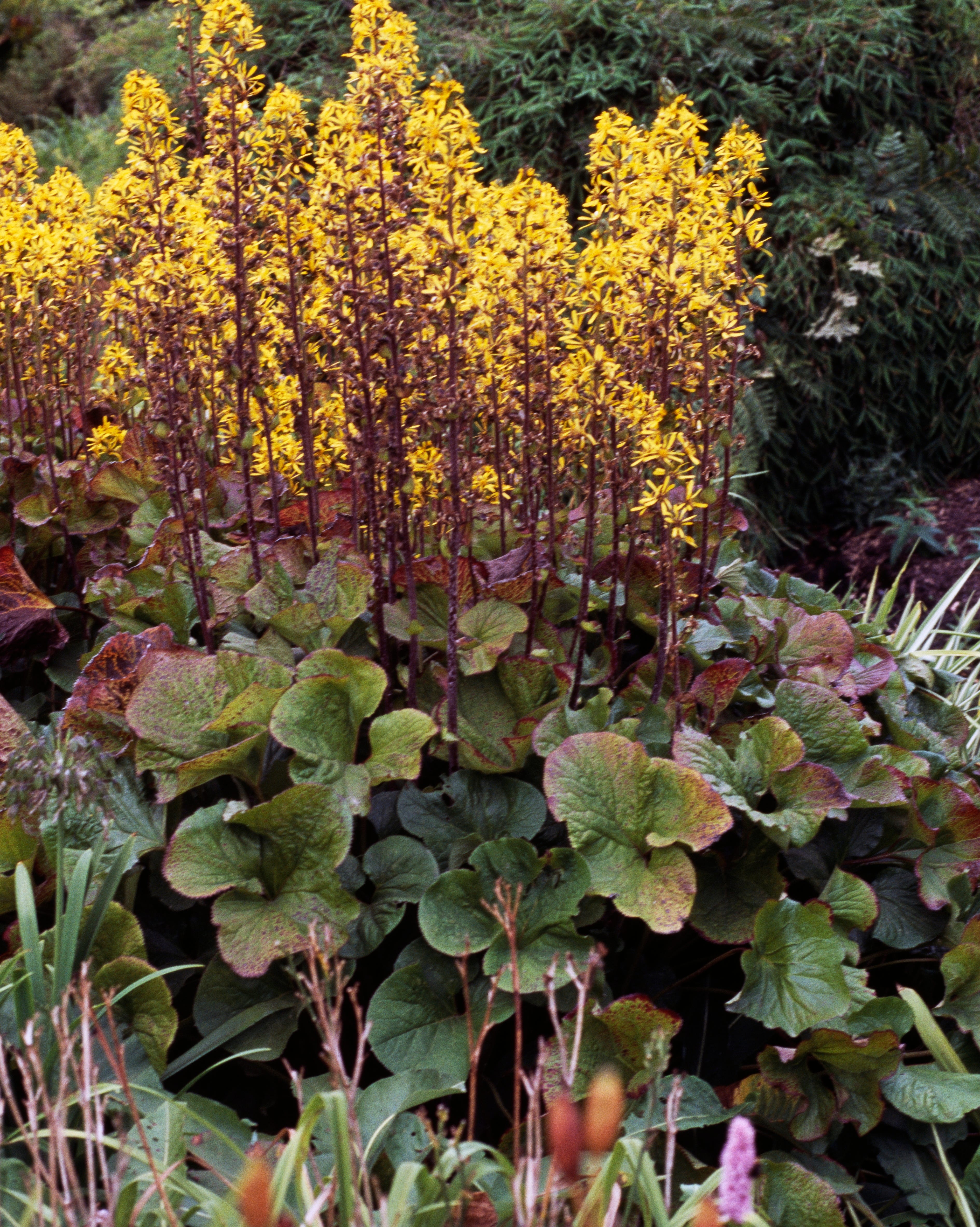 leopard plant or ligularia...