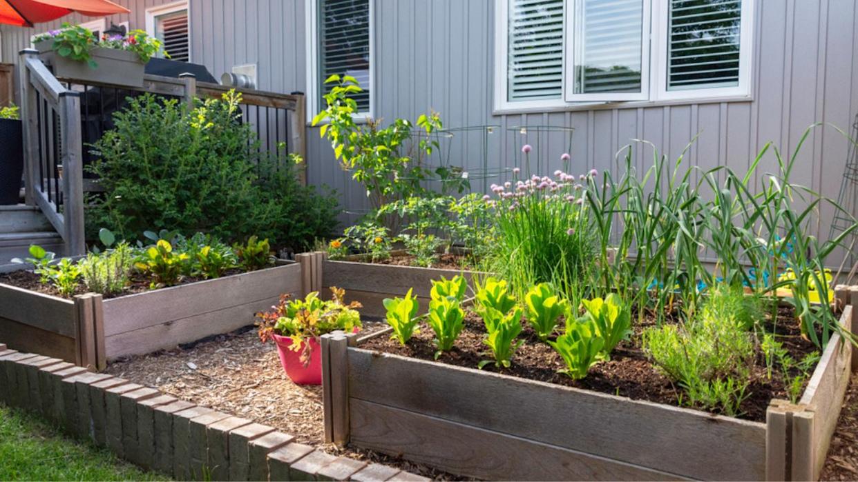 This small urban backyard garden contains square raised planting beds for growing vegetables and herbs throughout the summer.