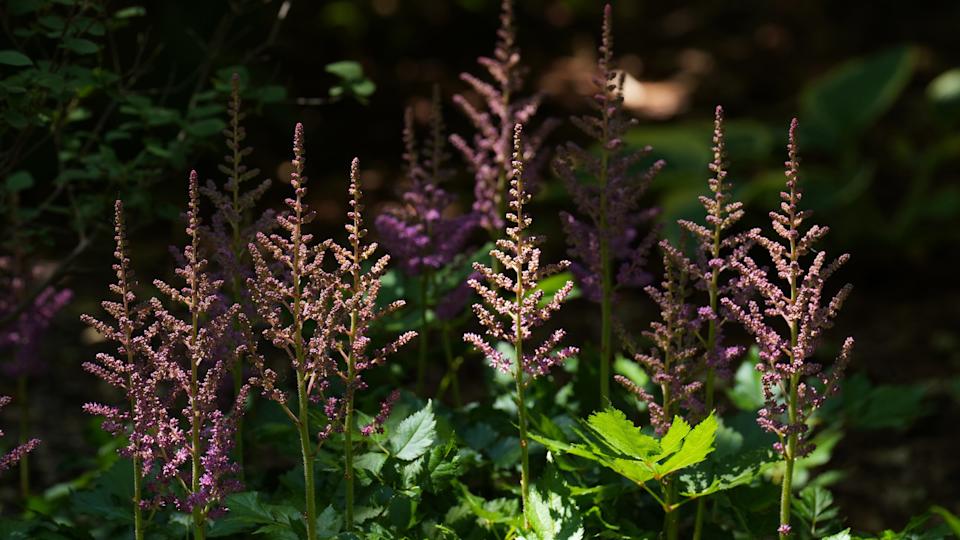 AstilbeSam Upshaw Jr&period;&sol;Courier Journal &sol; USA TODAY NETWORK via Imagn Images &sol; Imagn&period;com