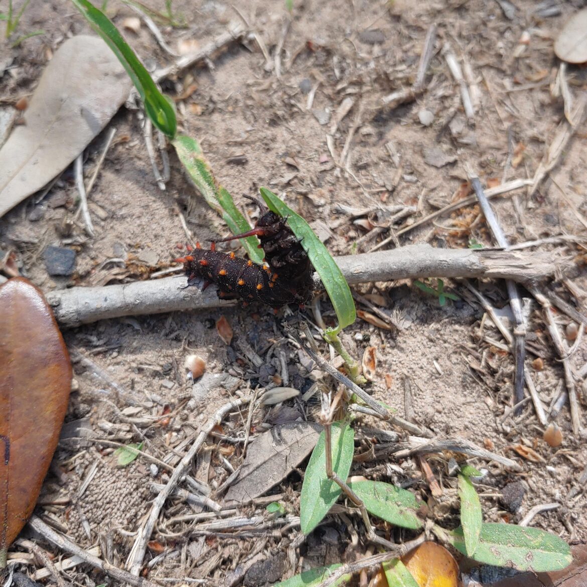 Caterpillar Visitor