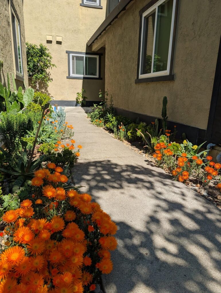 My Cactus & Succulent Front Garden (Before & After) My Cactus & Succulent Front Garden (Before & After)