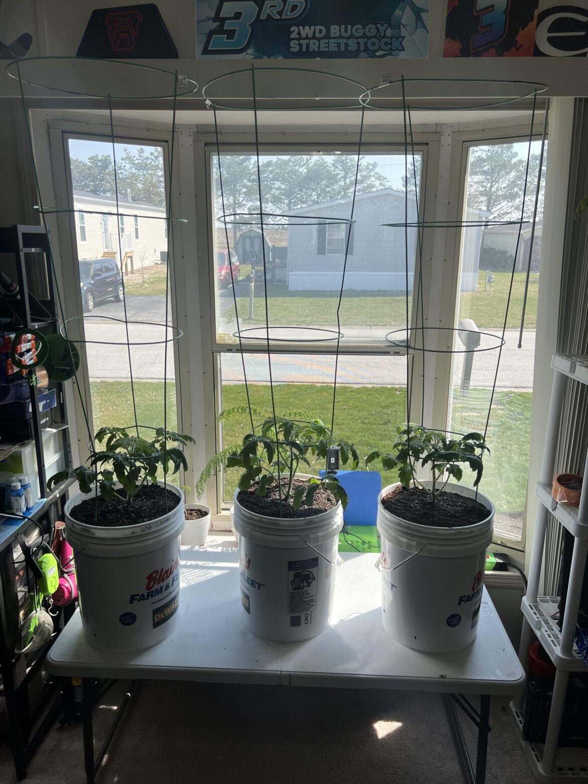 5 weeks old Romas