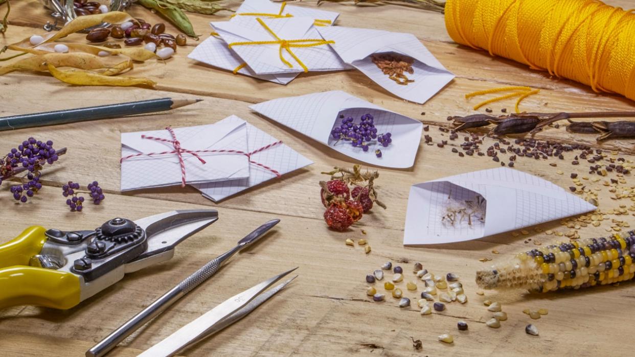 Harvesting and saving heritage and heirloom vegetable, fruit, flower seeds in fall or ready for planting in spring.