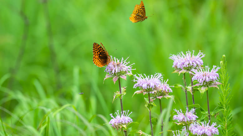 A butterfly sitting atop bergamot in garden