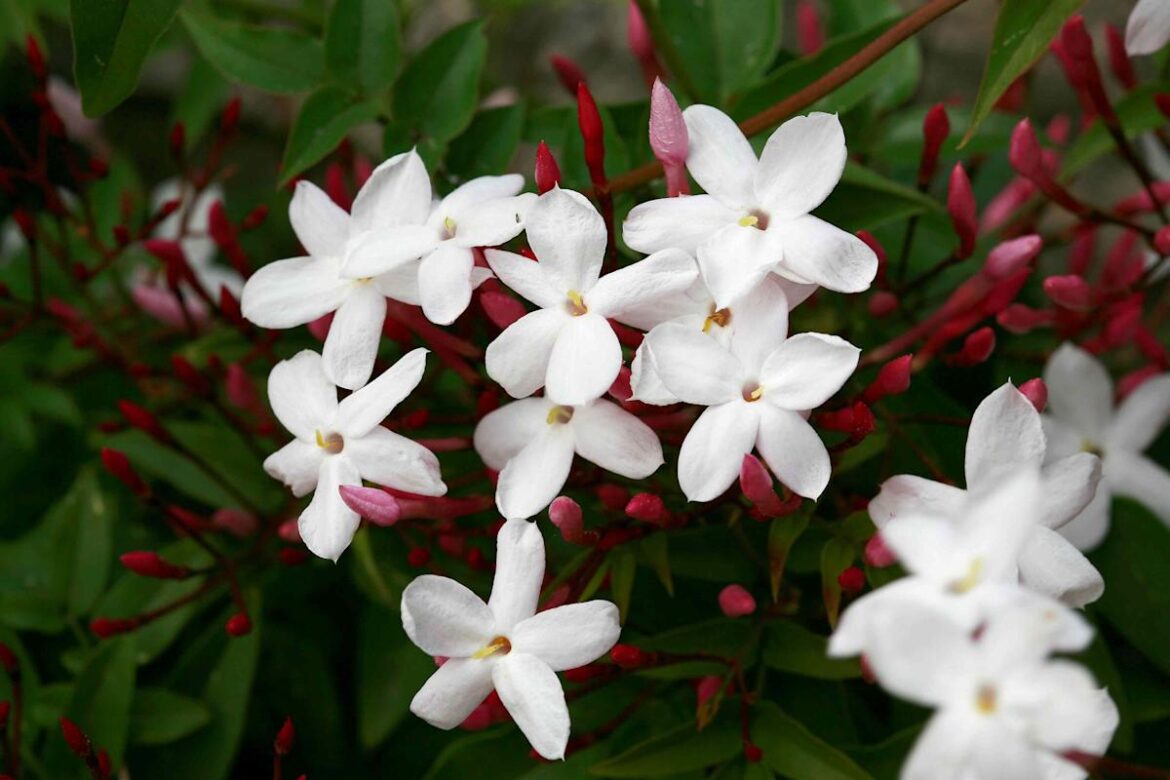 Give Your Garden a Fragrant Makeover with Trader Joe's $10 Potted Pink Jasmine