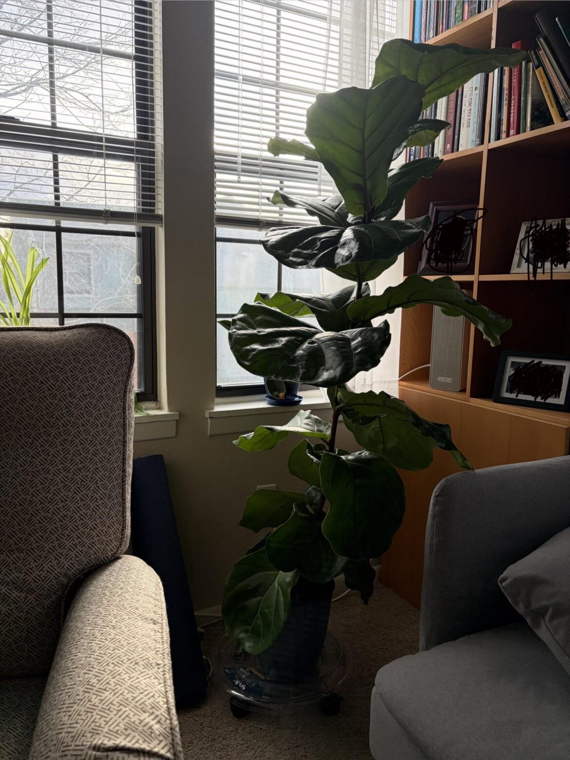 First time fiddle leaf fig owner help