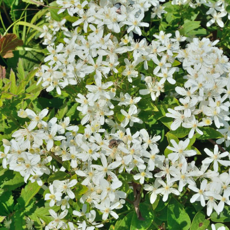 Sweet Autumn Clematis Vine Plants Live in Pot, Clematis Plants Live for Planting, 2.5 Inch Pot Clematis Vine Plant, Perennial Clematis Flower Starter Plant, Clematis Vine Live Plant, Ready to Plant