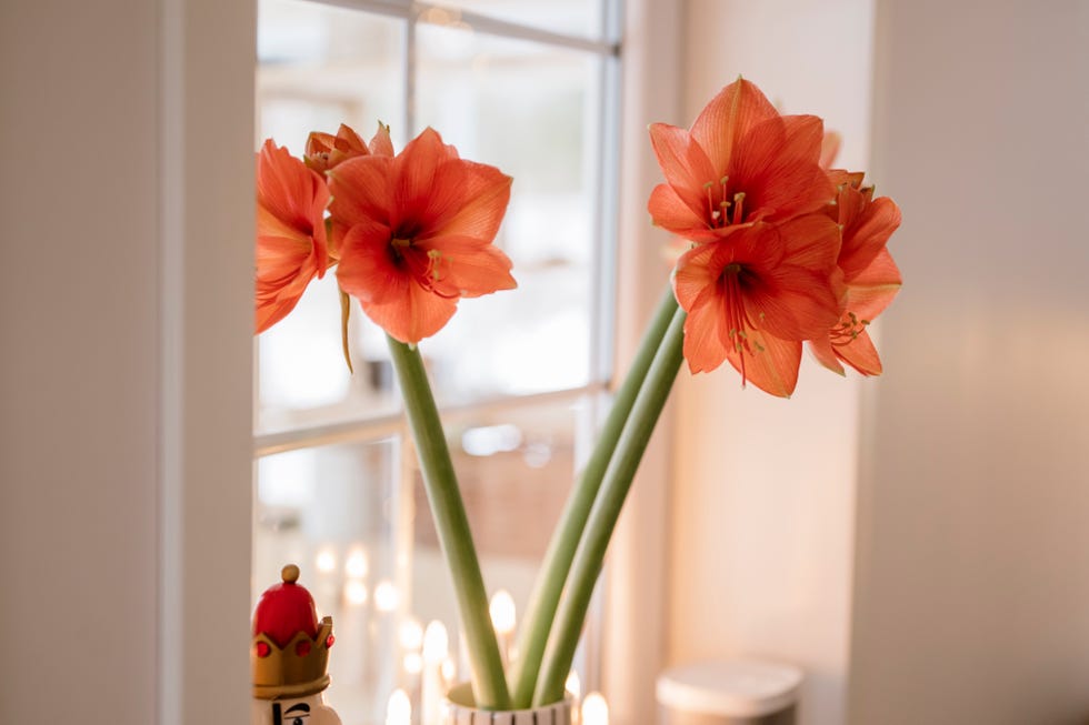Vase of salmon pink cut amaryllis bouquet in window