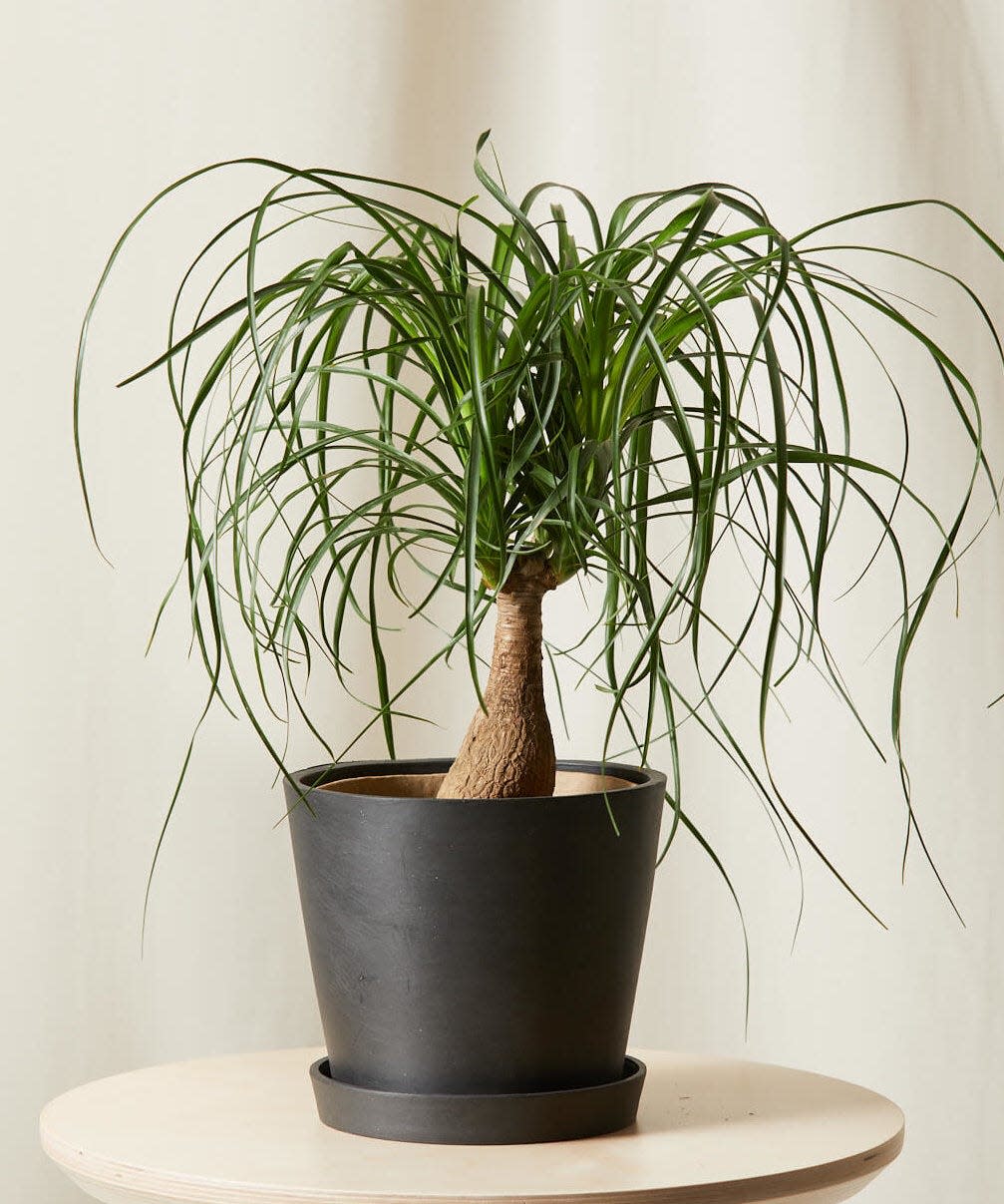 37 Low-Light Houseplants That THRIVE in Darkness