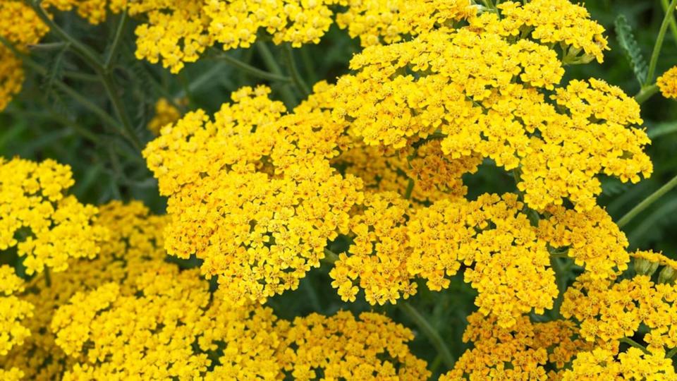 Lush yellow inflorescences of decorative perennial Achillea millefolium (Yarrow) Terracotta in the park. Garden center or plant nursery. Close-up.