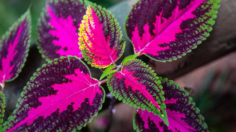 ColeusRiana Ambarsari &sol; Shutterstock&period;com