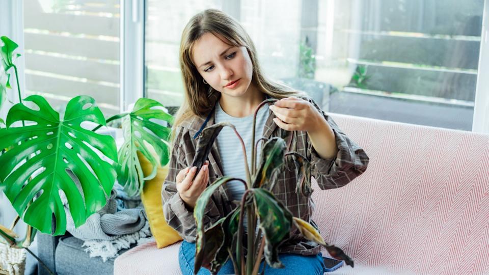 Young upset, sad woman examining dried dead foliage of her home plant Calathea, dead plant