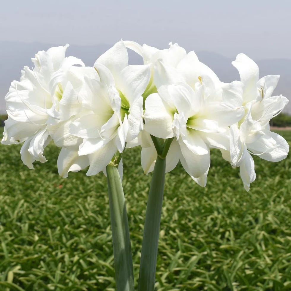 Alasca Amaryllis Bulbs