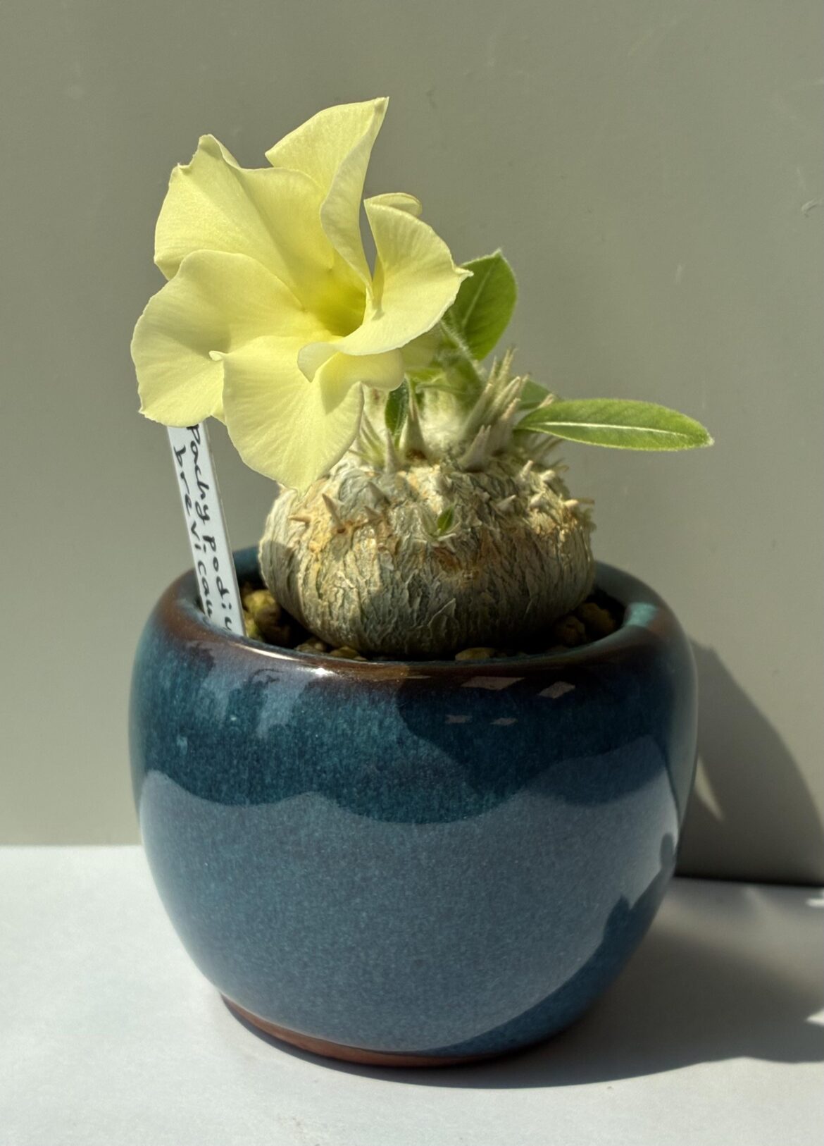 Pachypodium brevicaule flowered today 🌼
