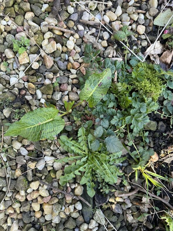 Weeds in gravel