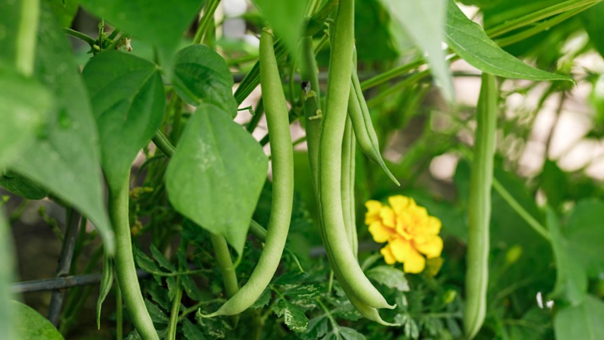 Organically homegrown 'Provider' bush snap green beans growing in a garden in summer
