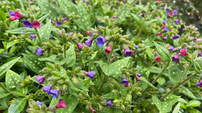 Close up shot of lungworts growing in a bed