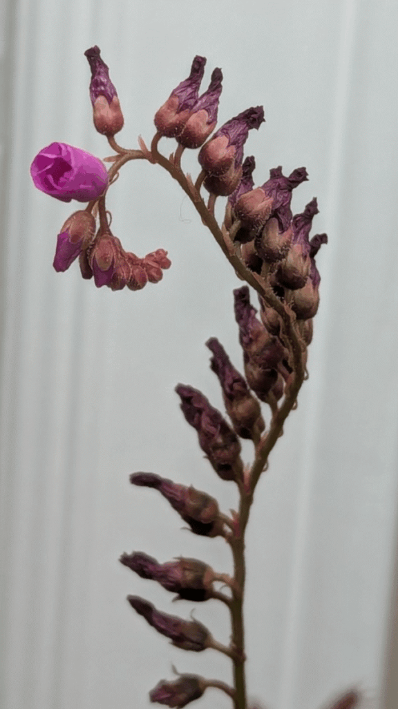 D. Capensis flower