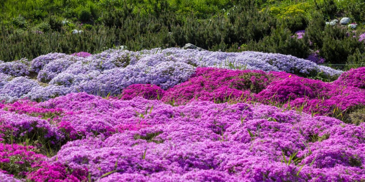 10 Fast-Growing Ground Cover Plants to Bring Instant Beauty to Your Garden