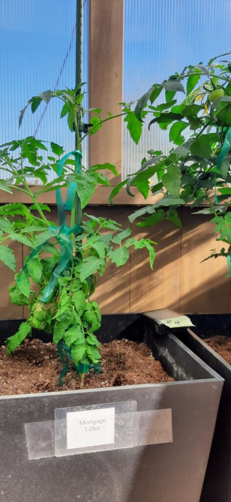 Current status of spring tomatoes as of 3/29/26
