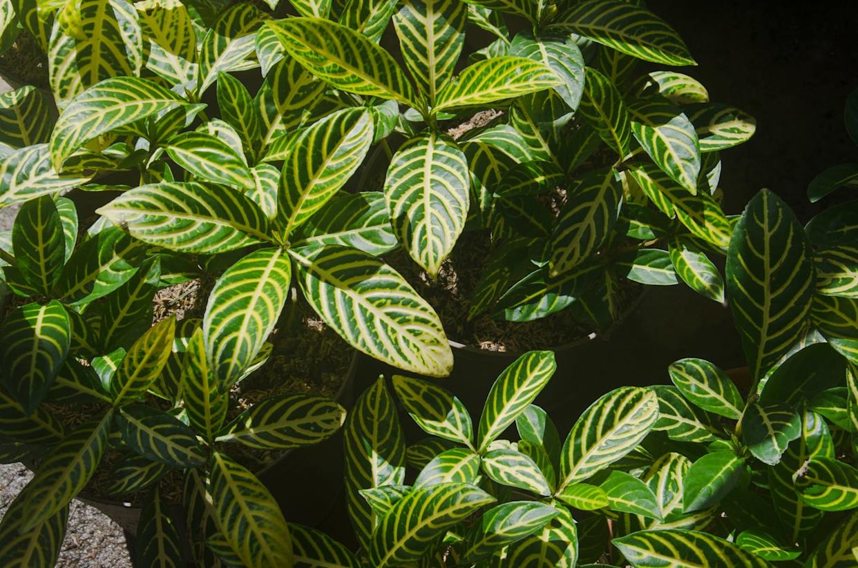 Photo credit: Elizabeth Fernandez - Getty Images