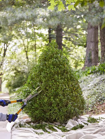 Laying a drop cloth or tarp down around the base of the boxwood before pruning will make cleanup easier.Credit: Marty Baldwin
