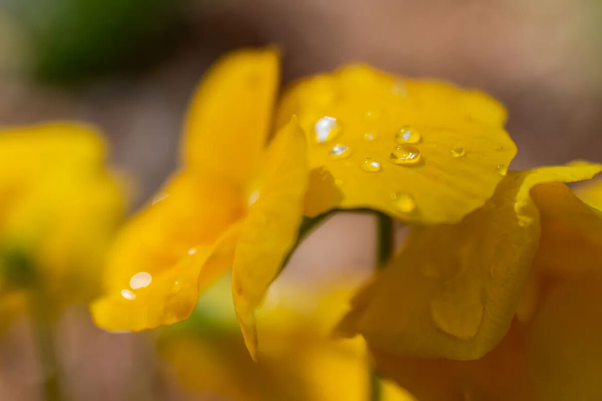 Speakers set for garden society’s annual symposium on March 14 Yahoo lifestyle home