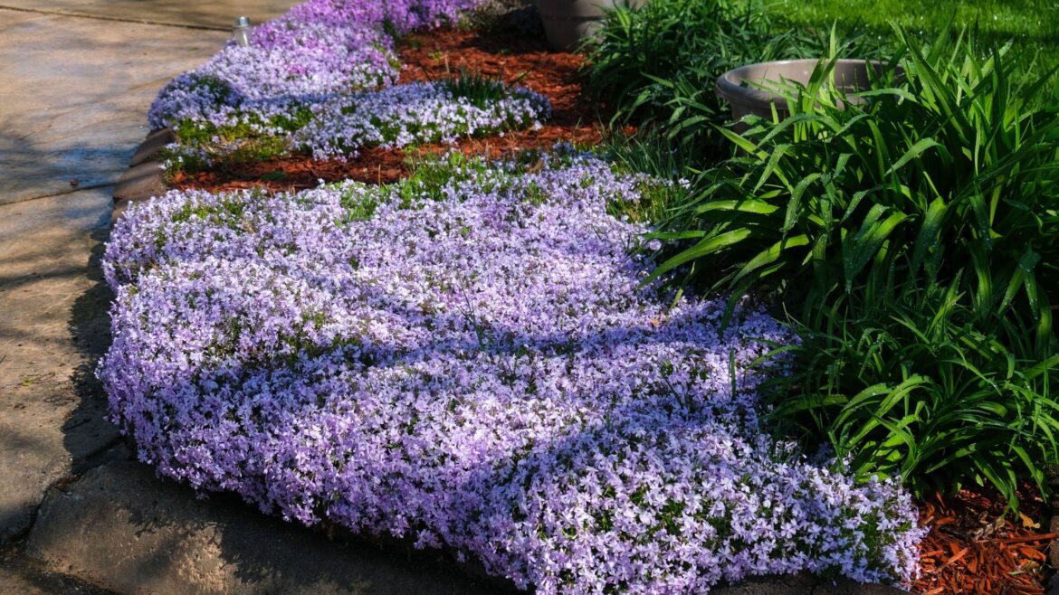 I'm beating weeds with creeping phlox in my garden borders
