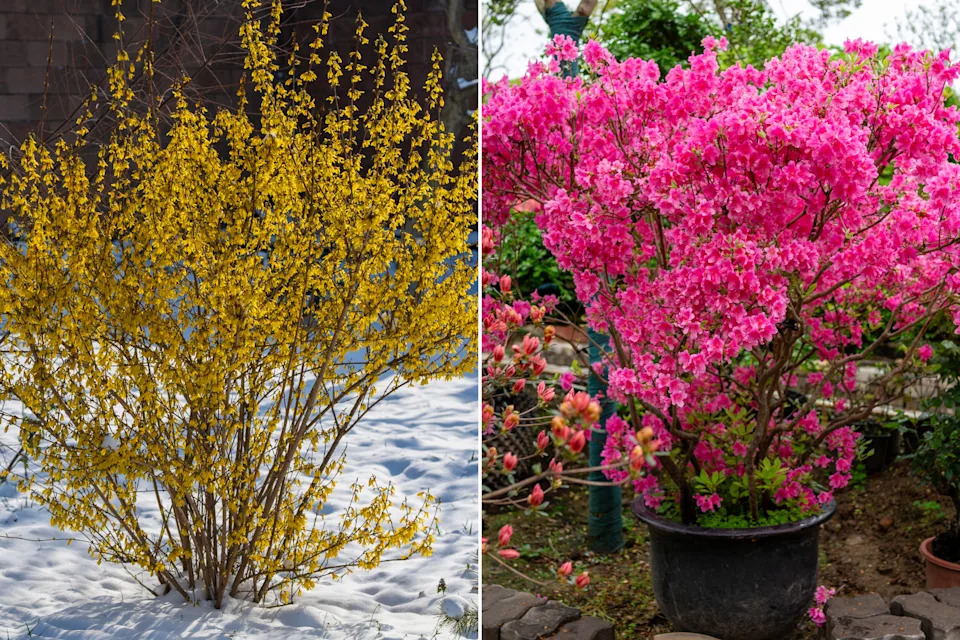 Forsythia and azaleas are good, colourful options for spring-flowering bushes. Canadians can also consider popular options like lilacs, dogwoods and magnolias. (Getty Images)