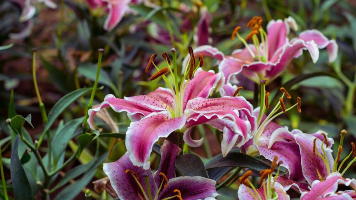 Beautiful flowers of pink lilies in the garden.pink lily flower in garden. blooming flora in park