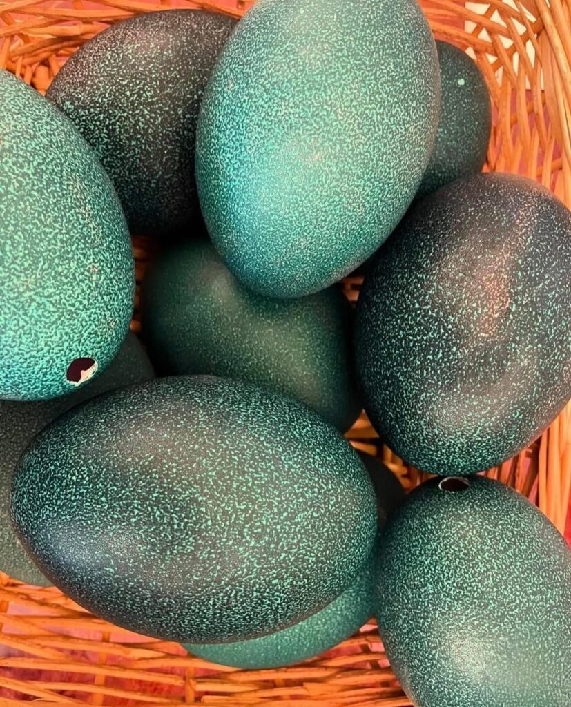 Blown emu eggs available so beautiful for decoration and carving.