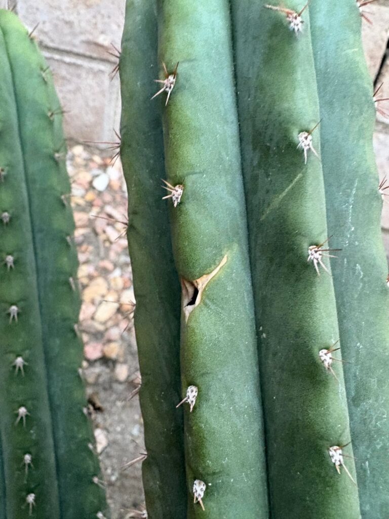 1st baby, is it healthy..?
