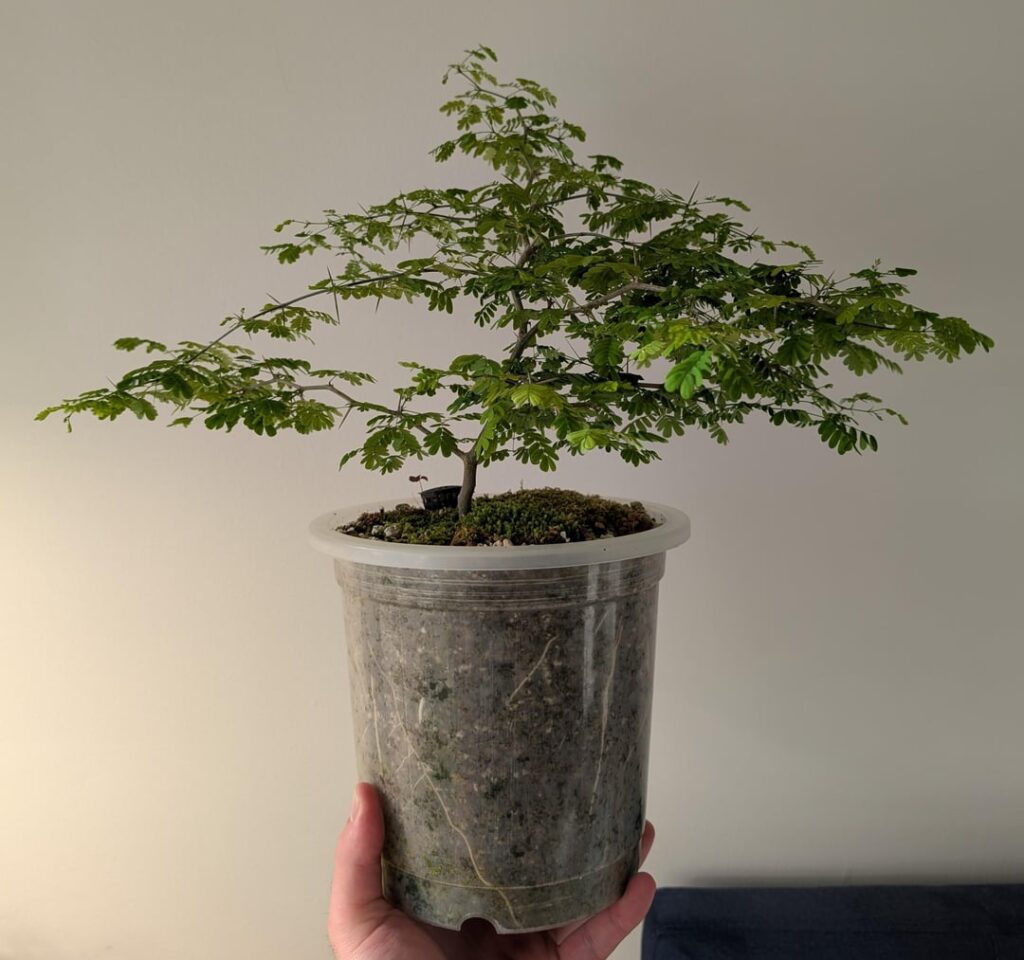 Brazilian Rain Tree Defoliation Inquiry!