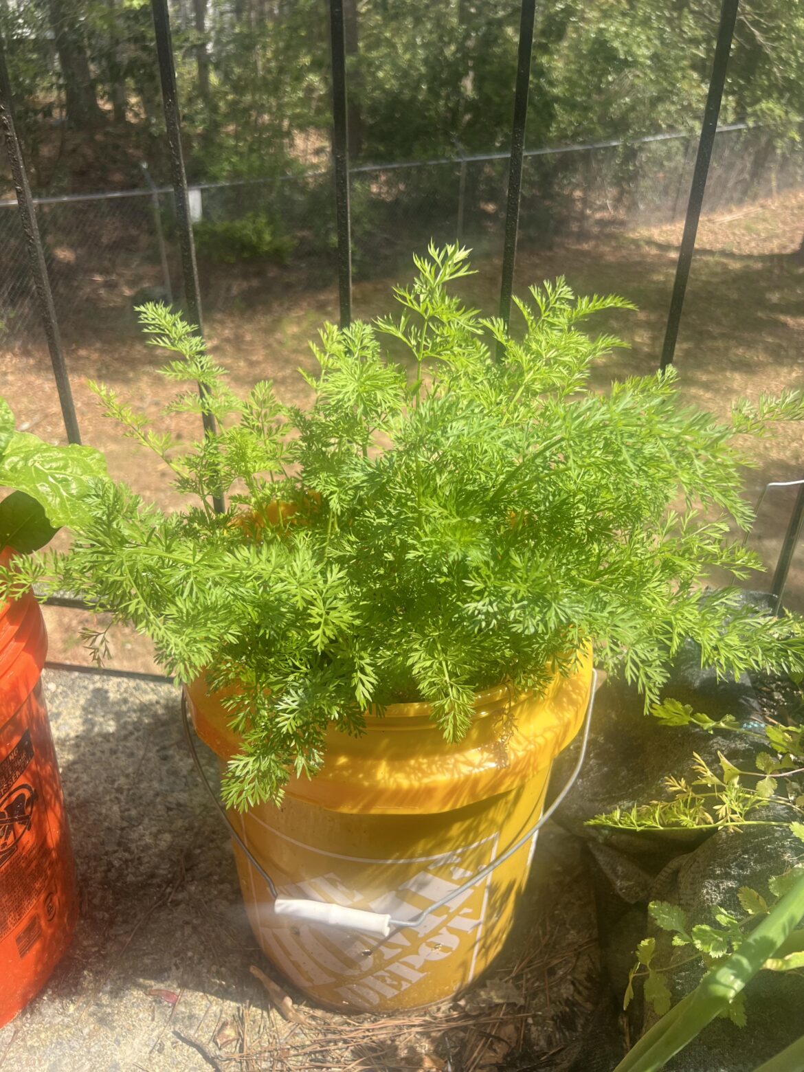 Carrot Bucket