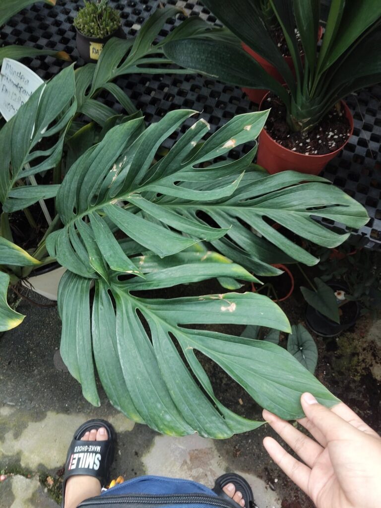 Monstera pinnatipartita in nursery