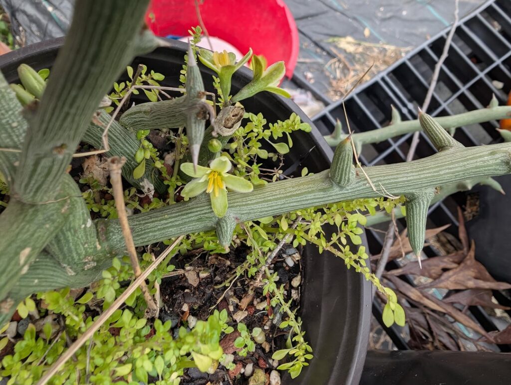Adenia Globosa Flowers Adenia Globosa Flowers
