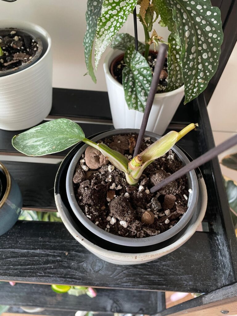 How can I rescue my White Wizard?