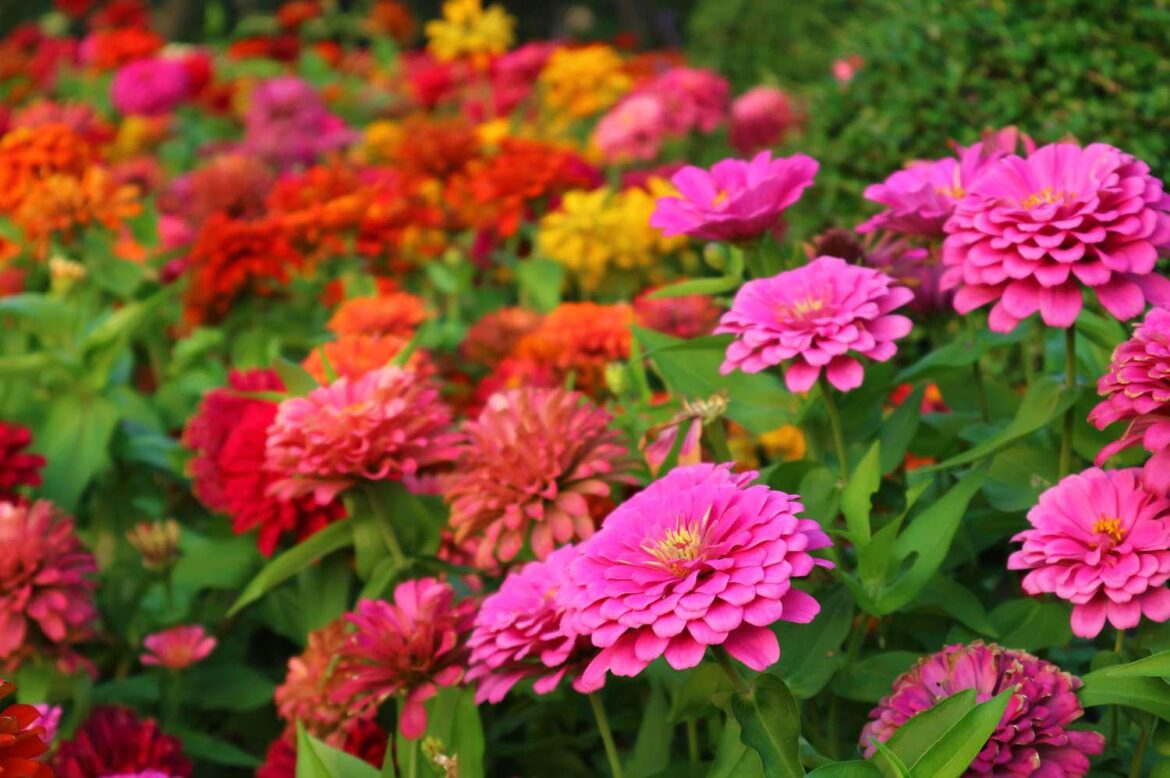 These Zinnias look like a painter's palette🌸