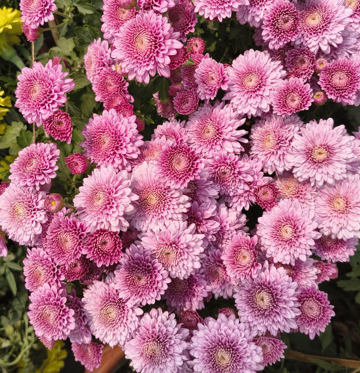 Chrysanthemum [OC]