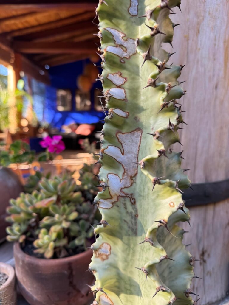 Is my plant sunburned?