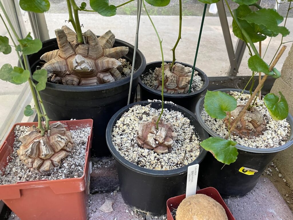 Dioscorea Elephantipes