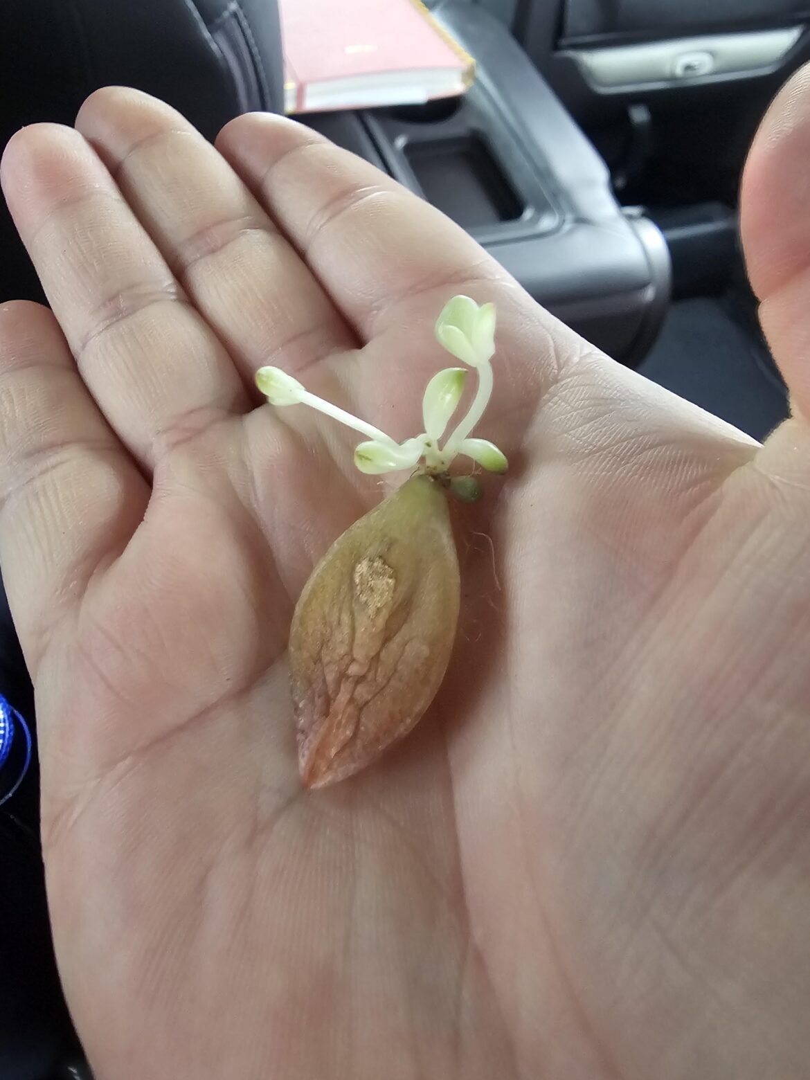 I found this succulent leaf in my cars cup holder after dropping it two months ago