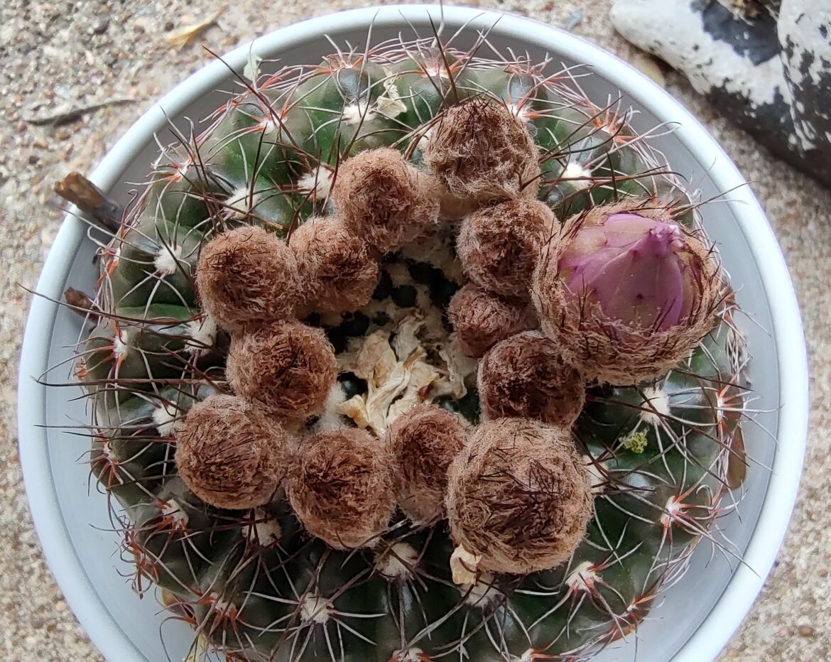 Little blooming cactus