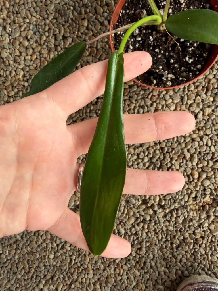 Help with identification? 🧐