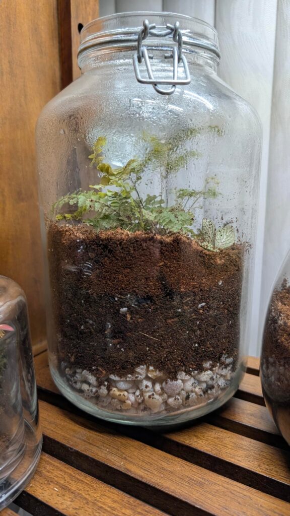 Plants not surviving in this jar