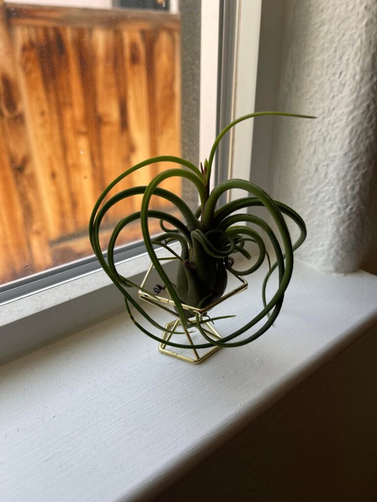 Type of Air Plant?