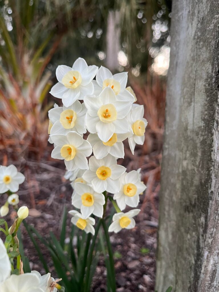 Narcissus from Great Grandmother- South Carolina