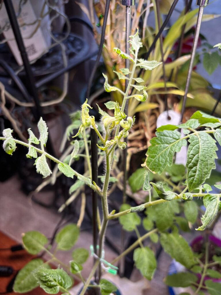 Am I growing an alien plant?